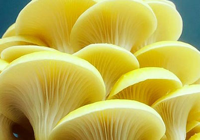 Opt. Golden-Oyster-mushroom-edited